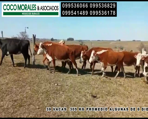 Lote 39 Vacas de Invernada en Cuchilla del Perdido, Soriano
