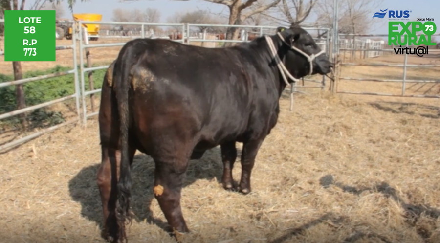 Lote VAQ BRANGUS REG . DEFINITIVO