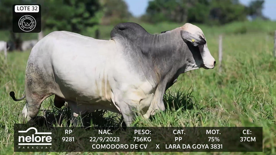 Lote LOTE 32
