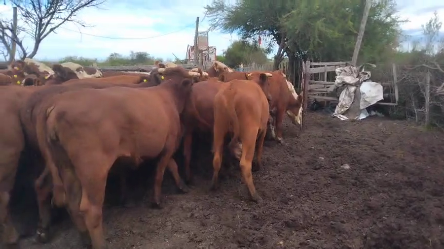 Lote 40 Vaquillonas C/ gtia de preñez