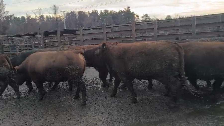 Lote 20 Vaquilla Gorda en Los Ángeles, VIII Región Biobío