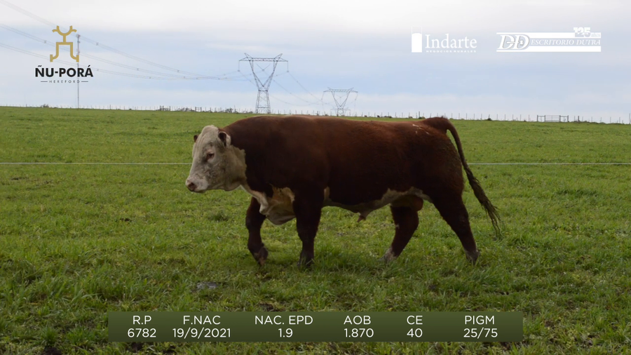 Lote Toros a remate en Remate anual Ñu Porá 2023, Paysandú