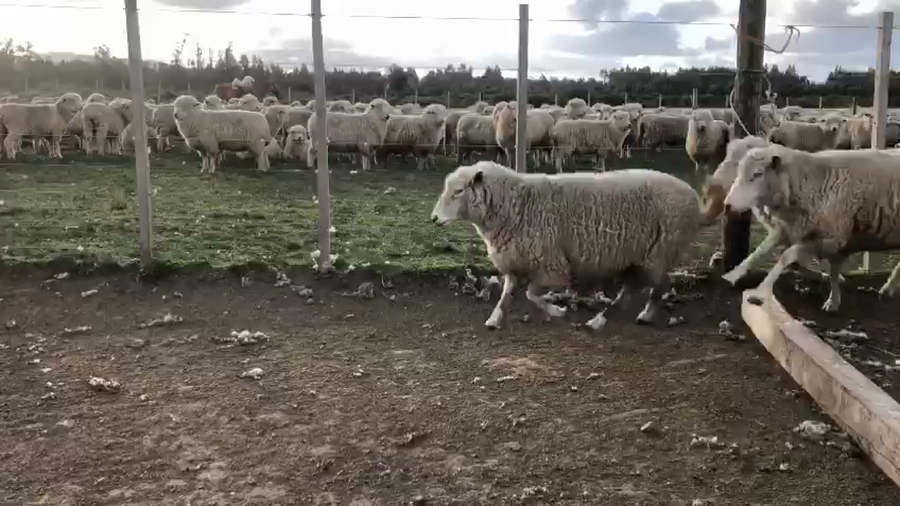 Lote 257 Ovejas TEXCEL a remate en PANTALLA CAMY 55kg - , San José