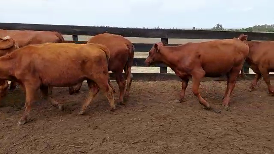 Lote 34 Vaquillonas  Angus Colorada a remate en Pantalla Camy - Liquidación de Estancia en Rosario