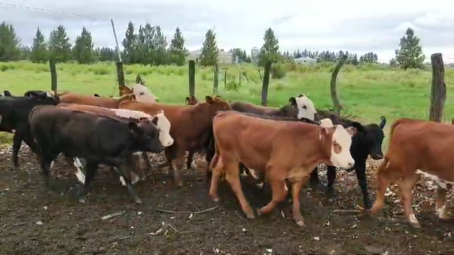 Lote 77 Terneros/as en Colón, Entre Ríos