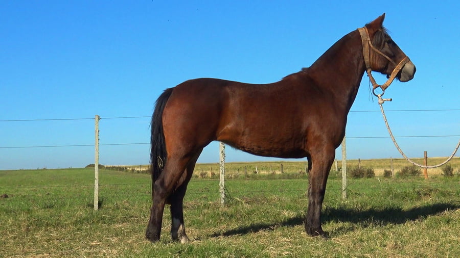 Lote MACARENA ALERTA