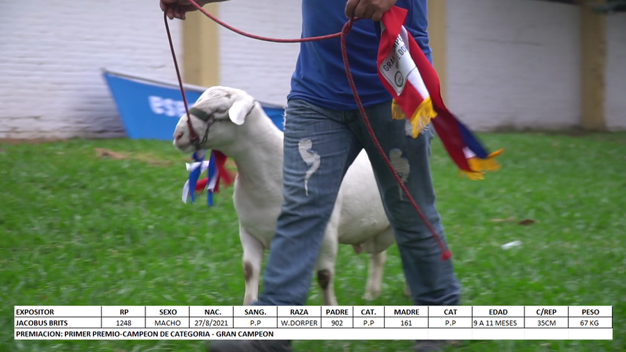 Lote White Dorper Expo Internacional 2022 - Lote 48