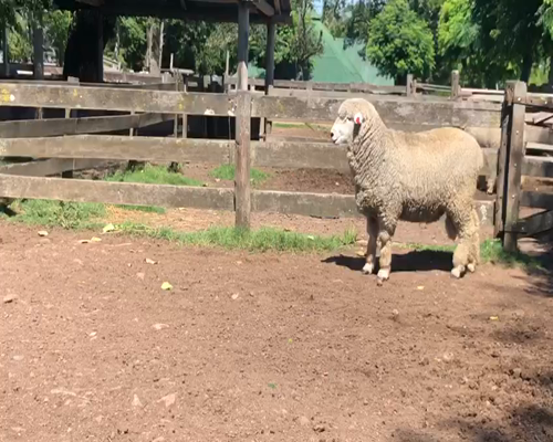 Lote Borregos pedigree dts planteleros