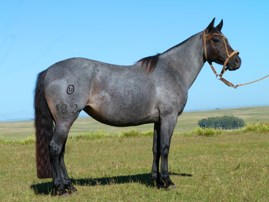 Lote Faja del Cerro Grande