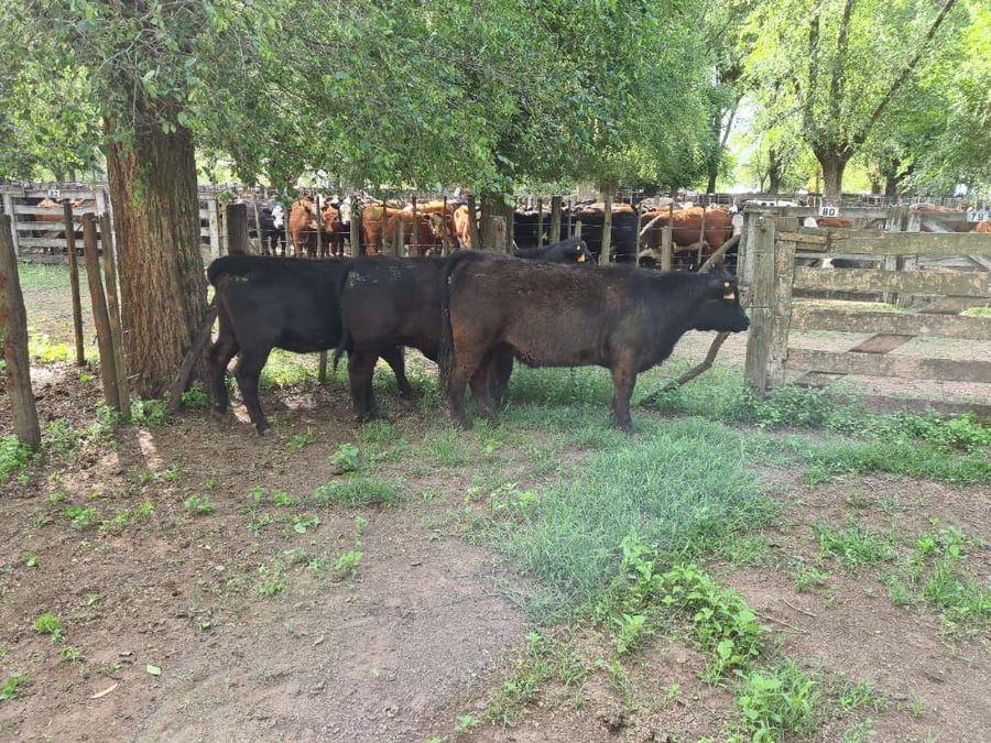 Lote 3 Vaquillonas en Gral. Lamadrid, Buenos Aires