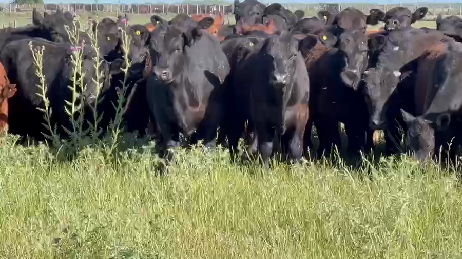 Lote 60 Novillitos en Dolores, Buenos Aires