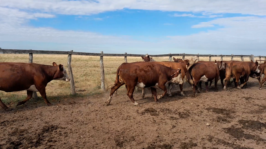 Lote 15 Vacas usadas preñadas en Corrientes, Curuzú-Cuatiá
