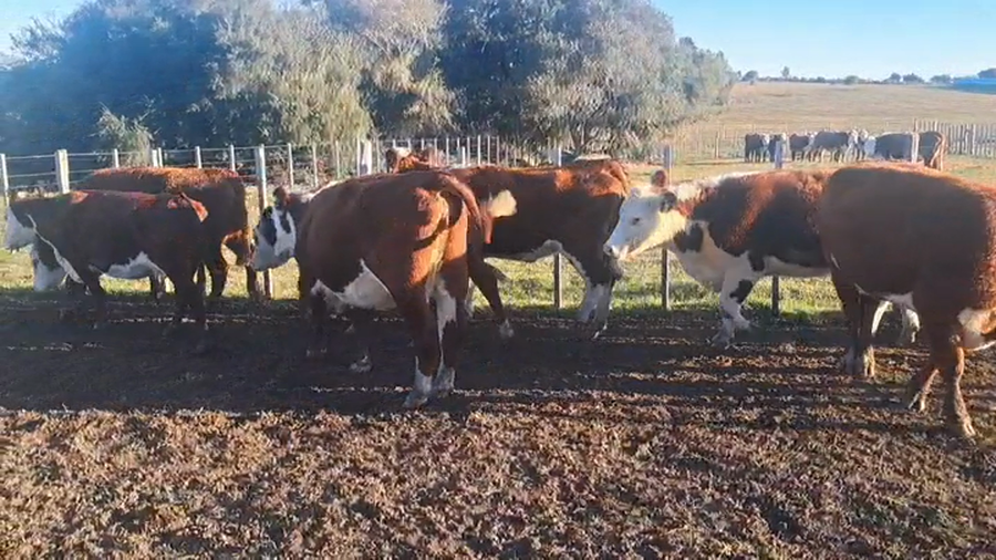 Lote VACAS INVERNADA