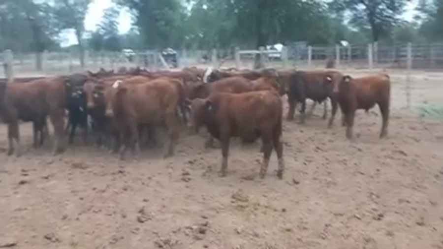 Lote 107 Terneros/as en Laguna Yema, Formosa