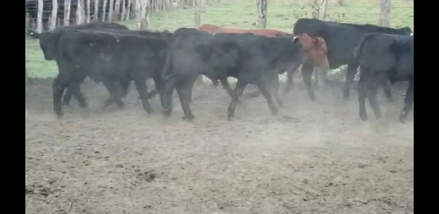 Lote 45 Terneros/as en Villaguay, Entre Ríos