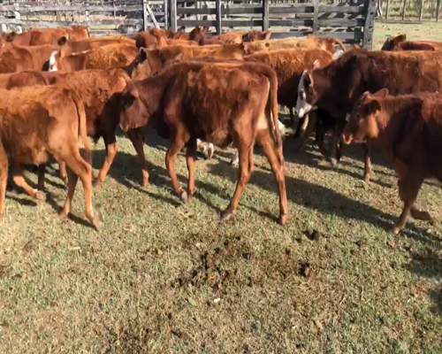 Lote 100 Terneros/as en Gran Guardia, Formosa