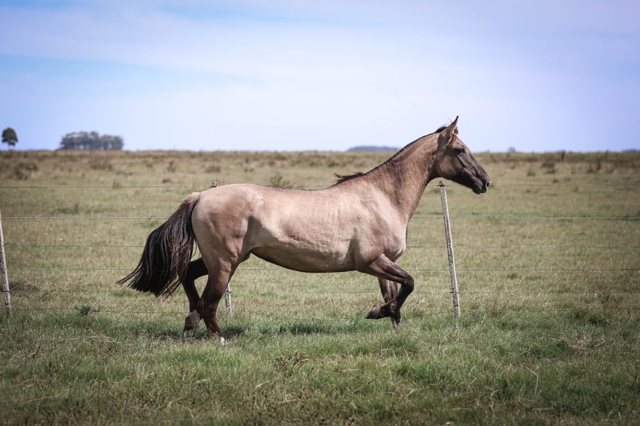 Lote Tempranera Del Chafalote