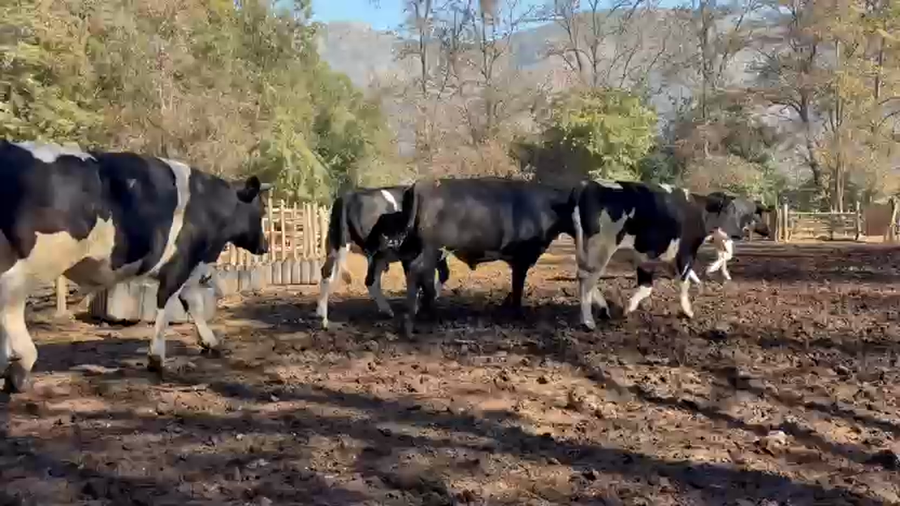 Lote 45 Novillo Gordo en Paine, Región Metropolitana