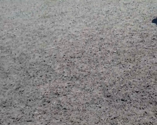 Lote 110 Terneras en Dolores, Buenos Aires