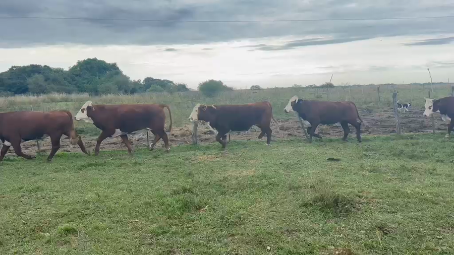 Lote 37 Novillos en Corrientes, Goya