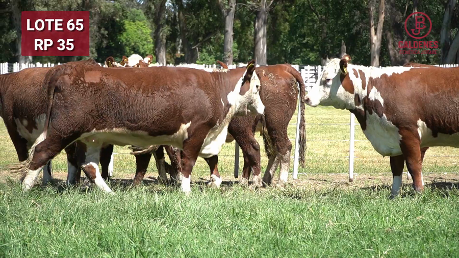 Lote VAQUILLONAS PREÑADAS PR Polled Hereford -PARICION OTOÑO 2026-