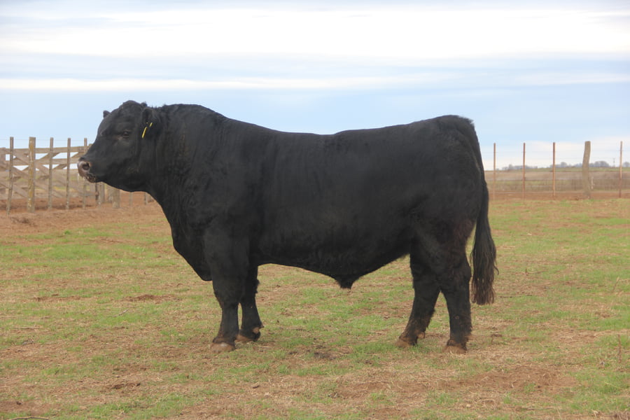 Lote TOROS PUROS DE PEDIGREE