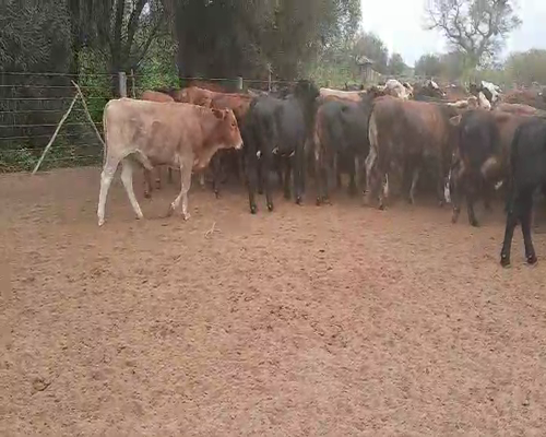 Lote 60 Novillitos en Tintina, Santiago del Estero