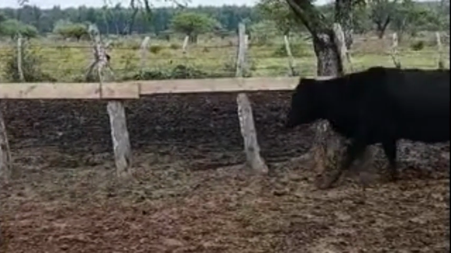 Lote 25 Vaquillonas preñadas en Corrientes, Mocoretá