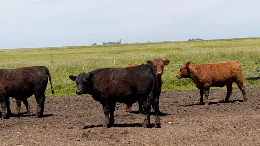 Lote 33 Terneros/as en Benito Juarez