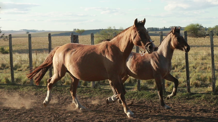 Lote Muchacha ESPARTILLO