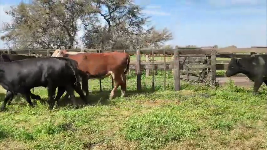 Lote 37 Novillitos en Gualeguay (E.R.)