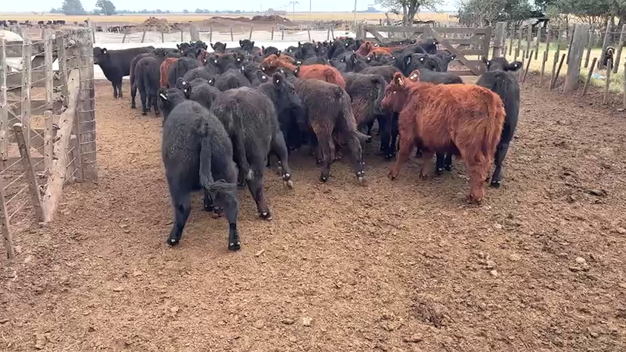 Lote 65 terneros
