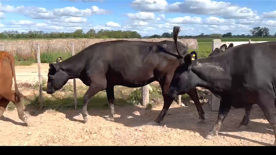 Lote 10/10 VACAS CON CRIAS