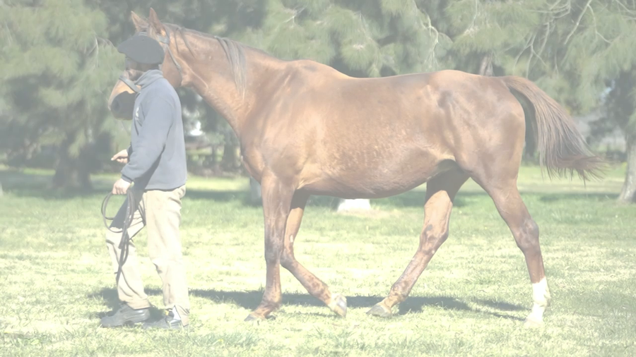 Lote KHALESI QUEEN (ROMAN RULER -  KALI BABY) Preñez de DADDY LONG LEGS
