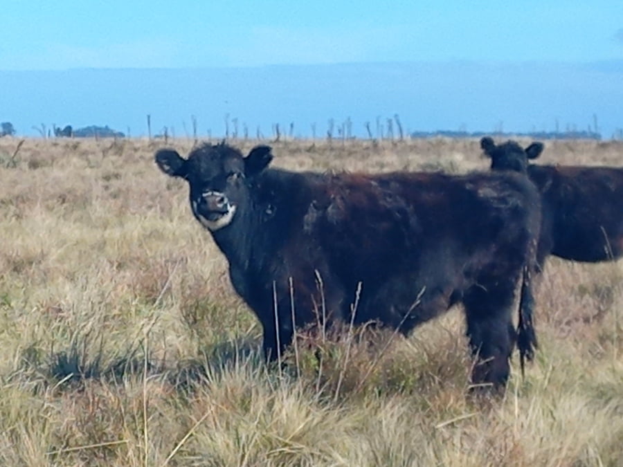 Lote 61 Terneros en San Cayetano