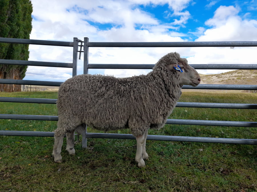 Lote Carnero TOP, 20-1253
