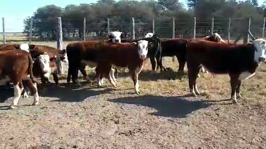 Lote 24 TERNEROS en Palacios, Santa Fe