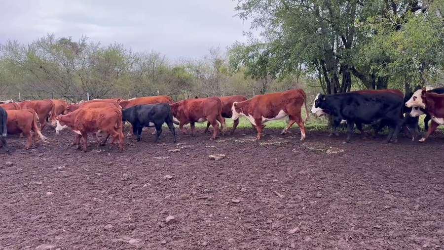 Lote Vaq de mas de 2 años