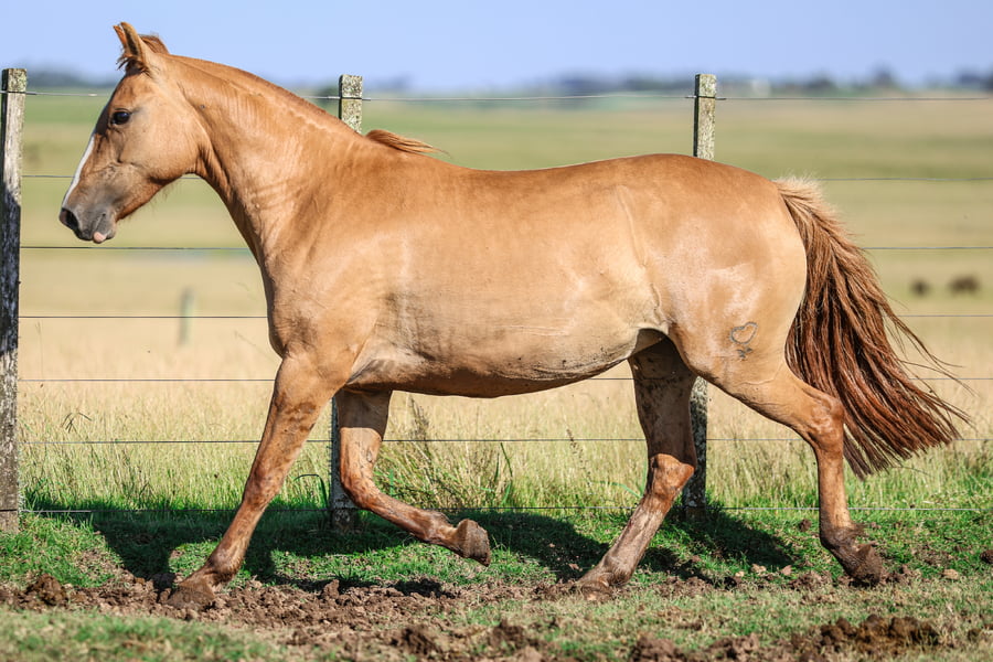 Lote MINUTA DE LA SERENA