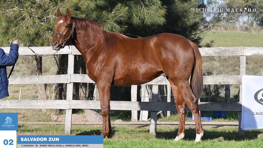 Lote SALVADOR ZUN