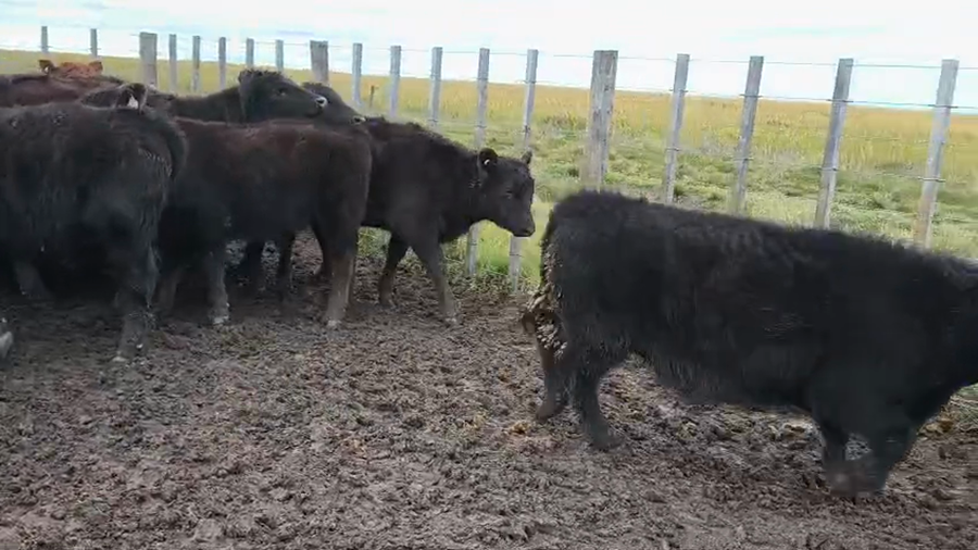 Lote 65 Terneros en Buenos Aires, Carhue