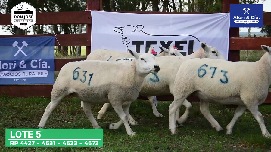 Lote 4 Borregas Texel a remate en Texel Don José 2022 en Tupambaé
