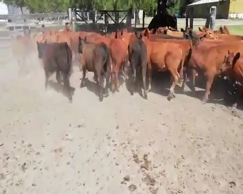 Lote 50 Terneros en Entre Ríos, Villaguay