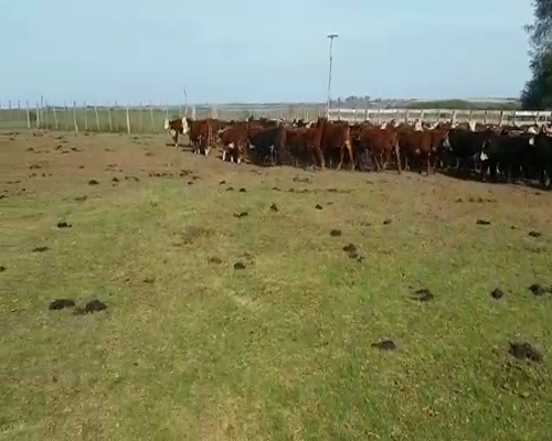 Lote 180 Terneros/as en Villaguay, Entre Ríos