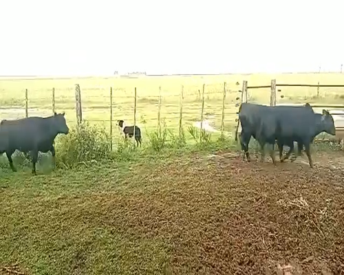 Lote 20 Terneros en Pueblo Italiano, Córdoba