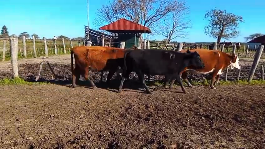 Lote 37 Vacas usadas preñadas