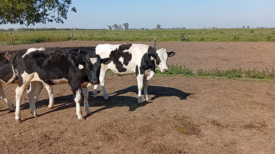 Lote 25 Terneros Holando en Col. Bicha, Santa Fe