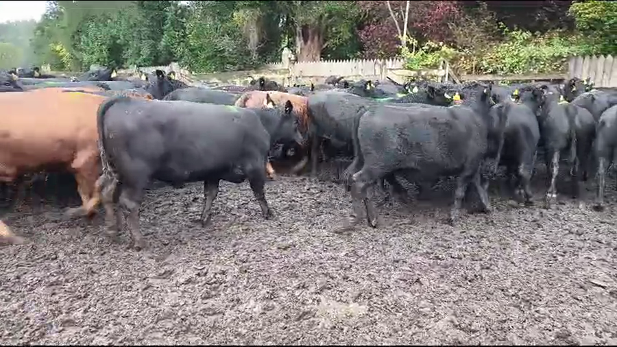 Lote 55 Novillo Engorda en Osorno, X Región Los Lagos