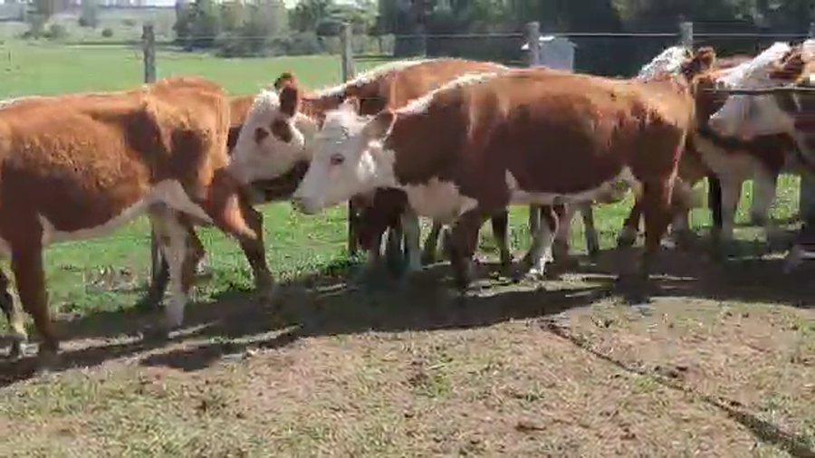 Lote 24 Piezas de cría Hereford