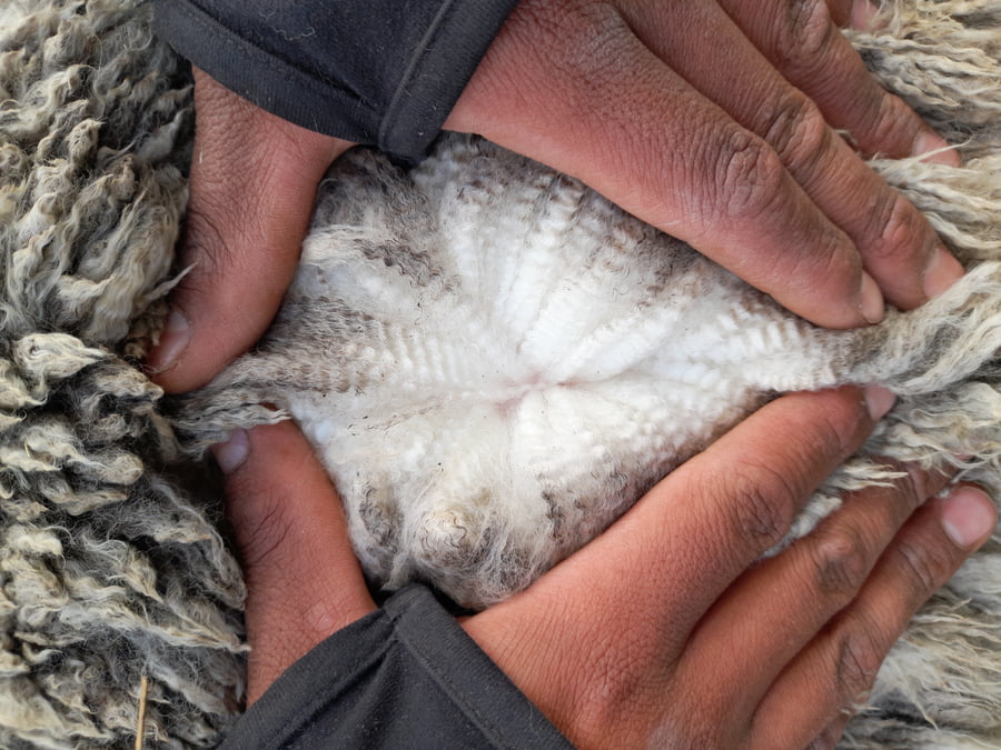 Lote Carnero TOP, 21-1384